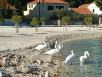 swans010