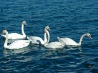 swans014